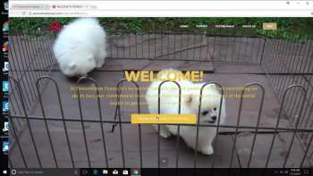 Puppy scammer tries a hard sell