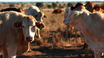 Meat & Livestock Australia look to transform their